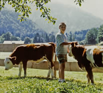 Ein Junge mit zwei Kühen auf der Wiese